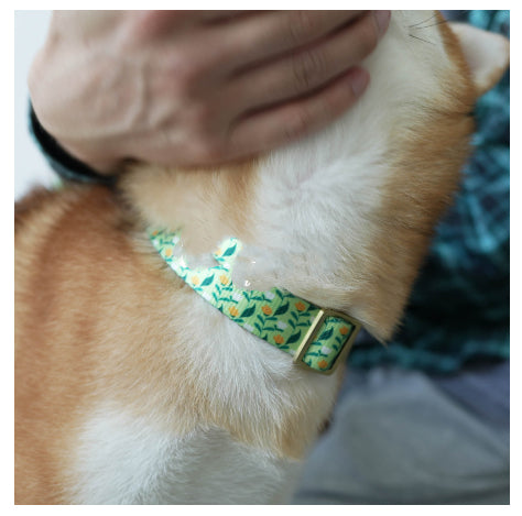 Nylon Ribbon Pet Collar With Flower Series