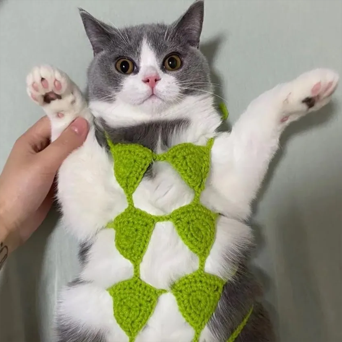 Funny Cat Clothes Cosplay Cat Bikini Sexy Pet Underwear Cat Bra Halloween Dress Pet Bikini Clothing Festival Party Clothing
