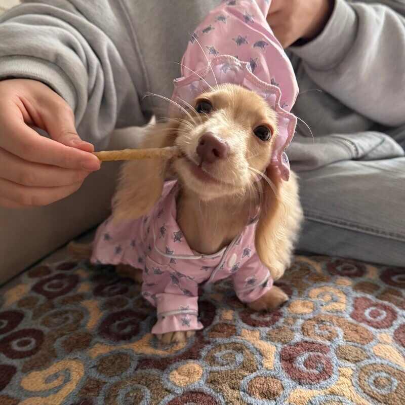 Pajamas And Dog Clothes Are Thin