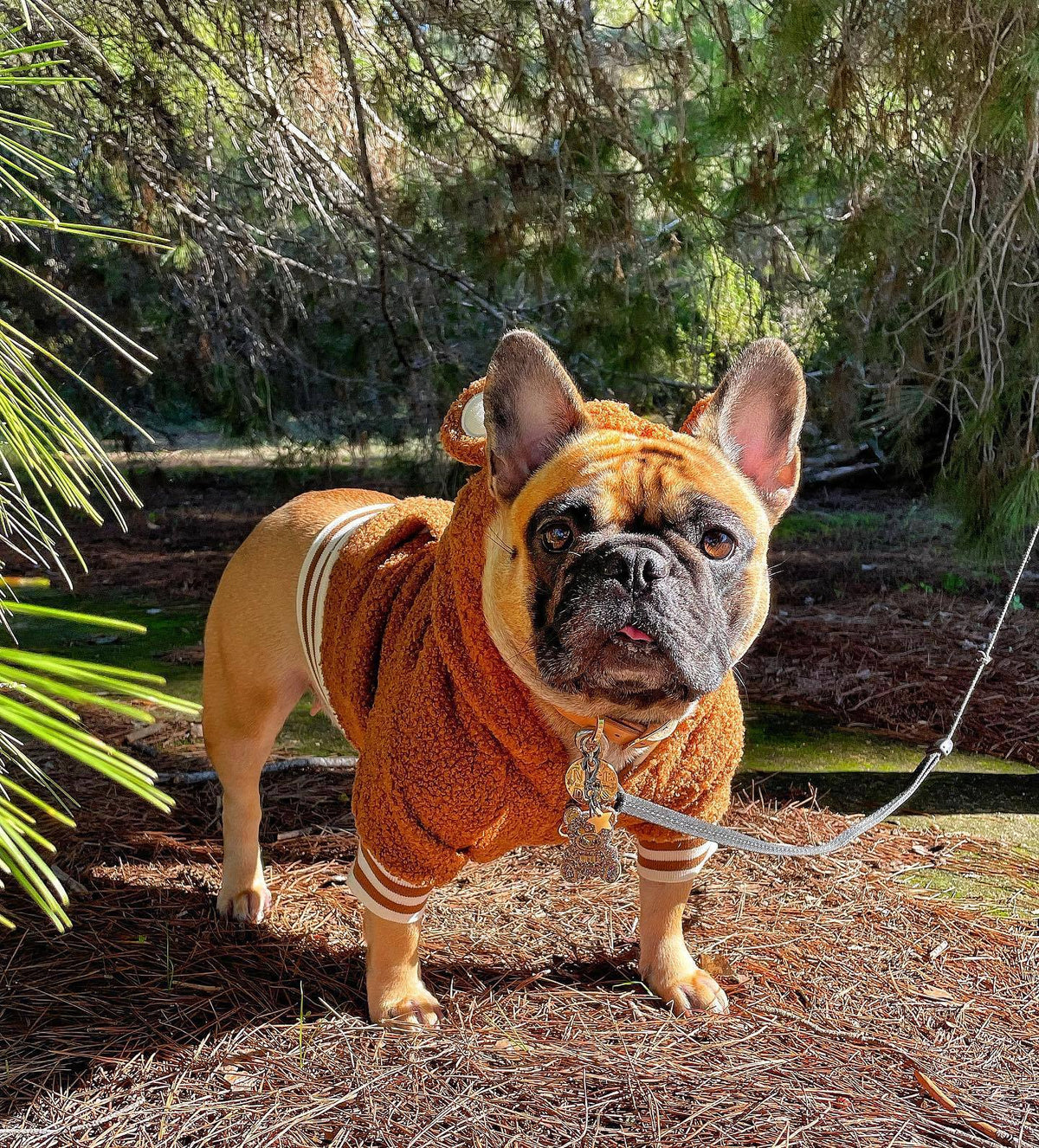 French Jarre Aero Bull Pet Fleece-lined Warm Ear-standing Sweater