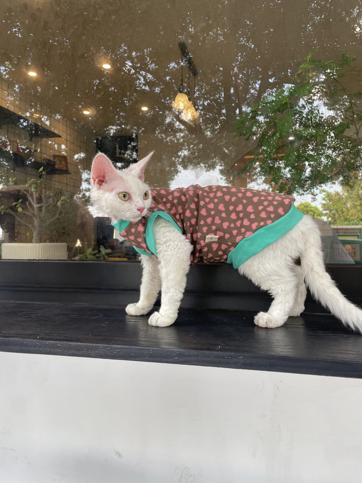 Sphynx Cat Cotton Summer Shirt Hearts Pattern For Hairless Cats