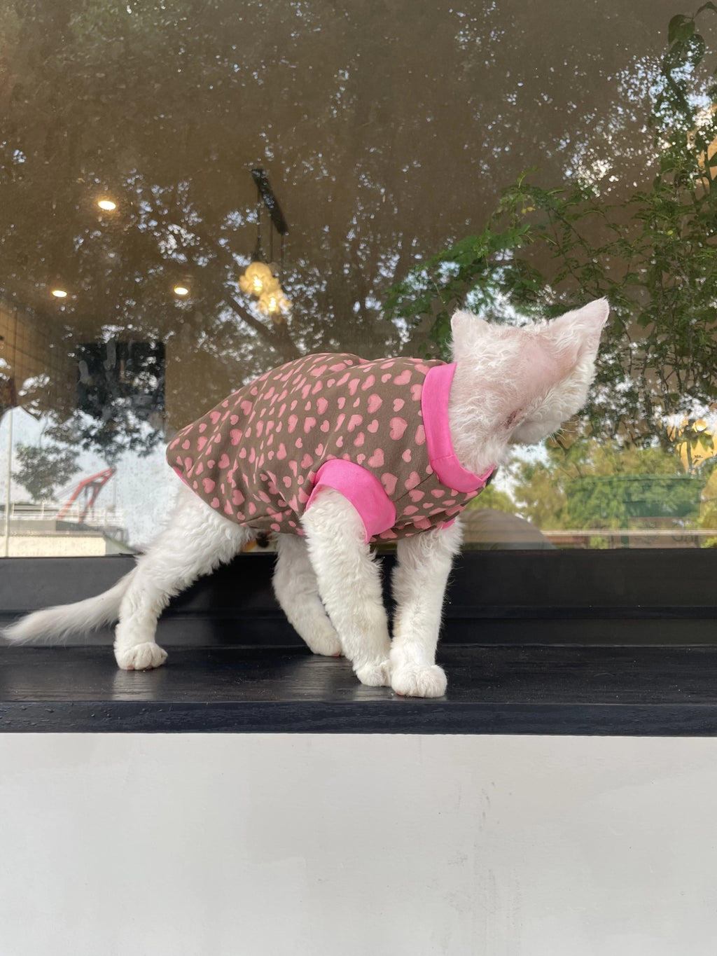 Sphynx Cat Cotton Summer Shirt Hearts Pattern For Hairless Cats