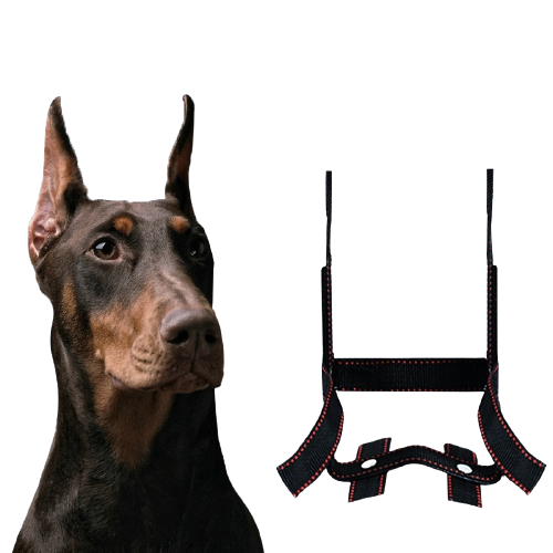 Dog Ear Stand Ear Correction Fixing Artifact