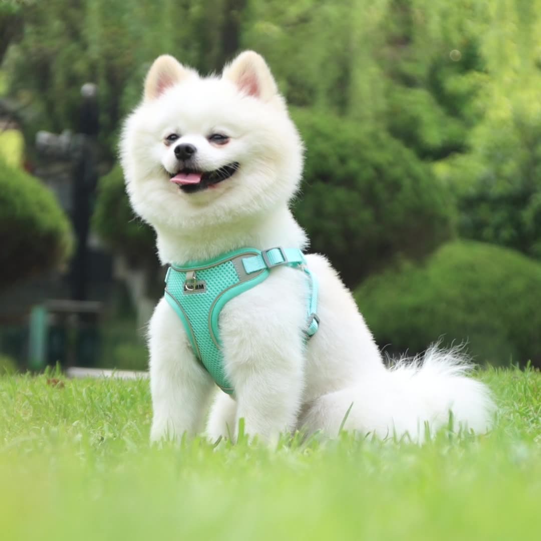 Dog Leash Teddy Breathable Pet Chest Strap