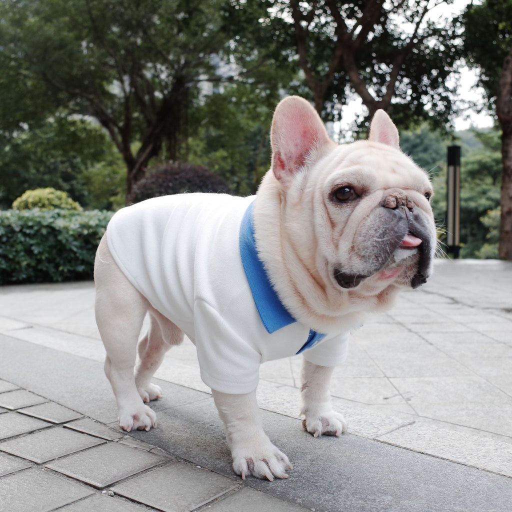 Dog Autumn And Winter Plus Size Colorblock Polo Shirt School Uniform
