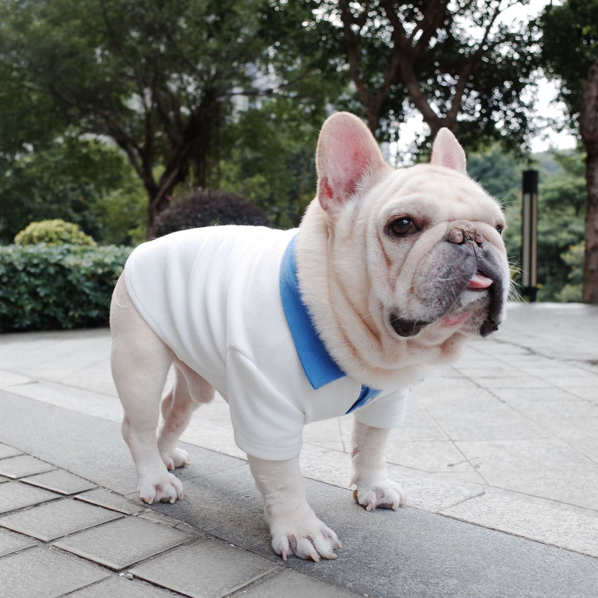 Dog Autumn And Winter Plus Size Colorblock Polo Shirt School Uniform