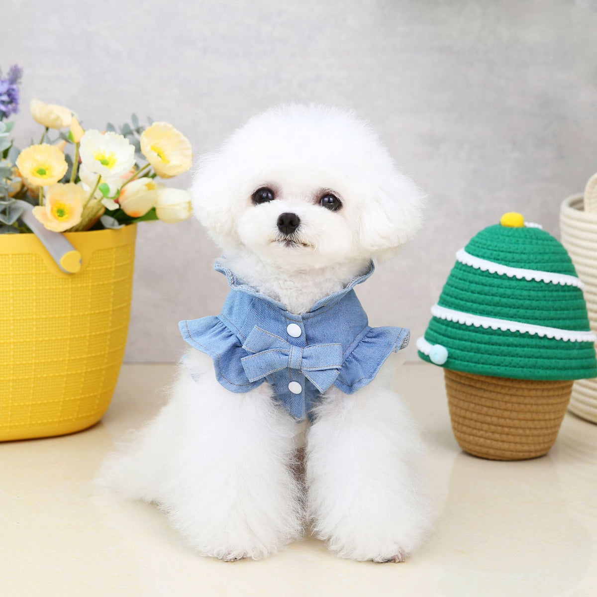 Clothes Summer Dog Not With Rope