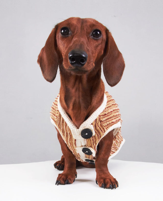 Yorkshire Miniature Pinscher Bichon Hoodie Striped