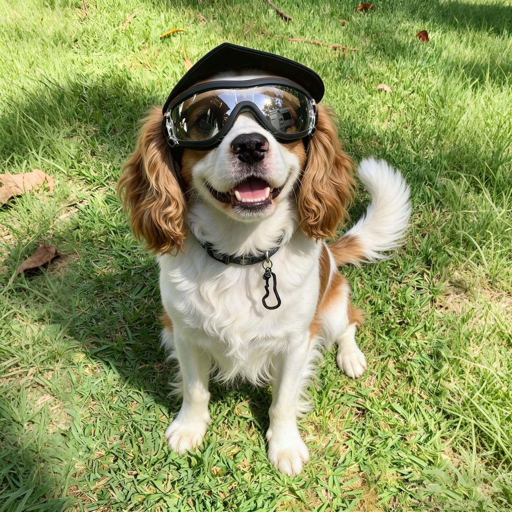 Clear Dog Goggles For Small Dogs, Protection Dog Sunglasses Small Breed, Driving Glasses For Dogs Stick Head Out Car Window, Windproof Dustproof