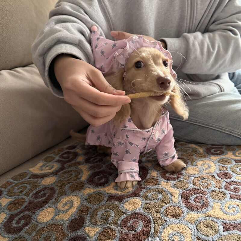 Pajamas And Dog Clothes Are Thin