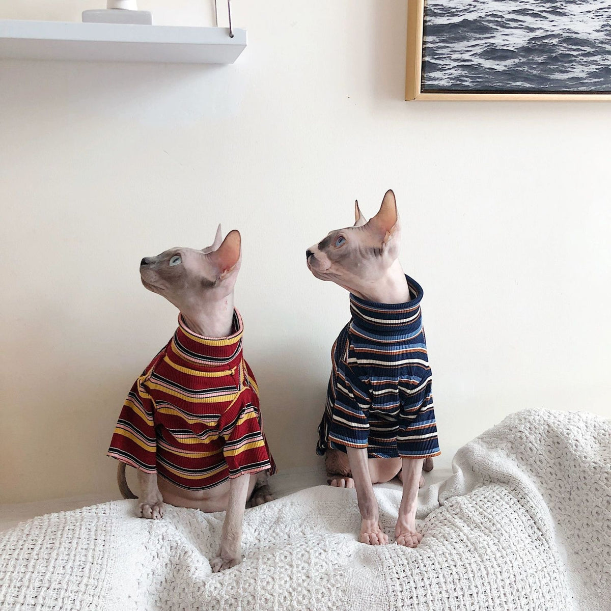 Springsummer Sphinx Hairless Cat Clothing Breathable And Artistic