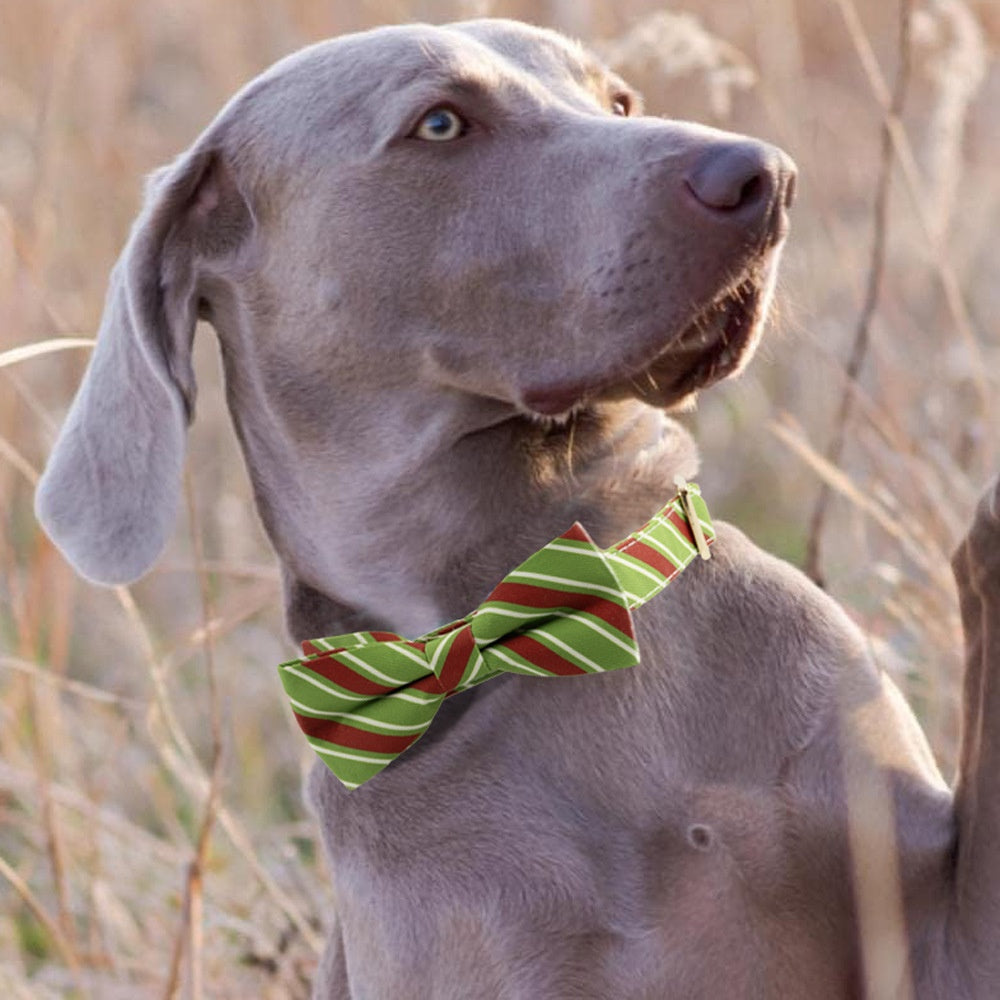 Dog Collar Lettering Collar Anti-lost Collar