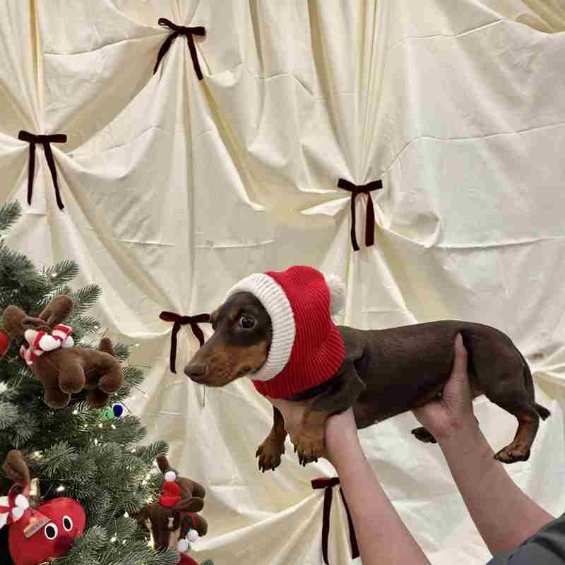 Christmas Dress Up Warm Plush Dachshund Hat