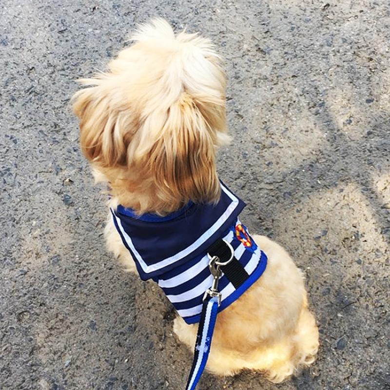 Dog Traction Rope Chest Strap
