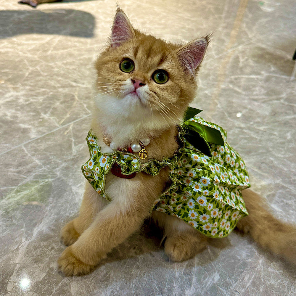 Pet Fashion Spring And Summer Strap Dress