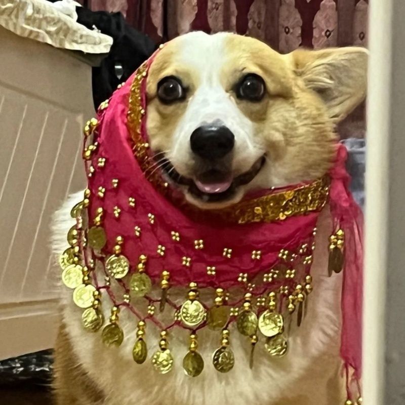 Corgi Belly Dance Fart Chain Sequined Waist Chain