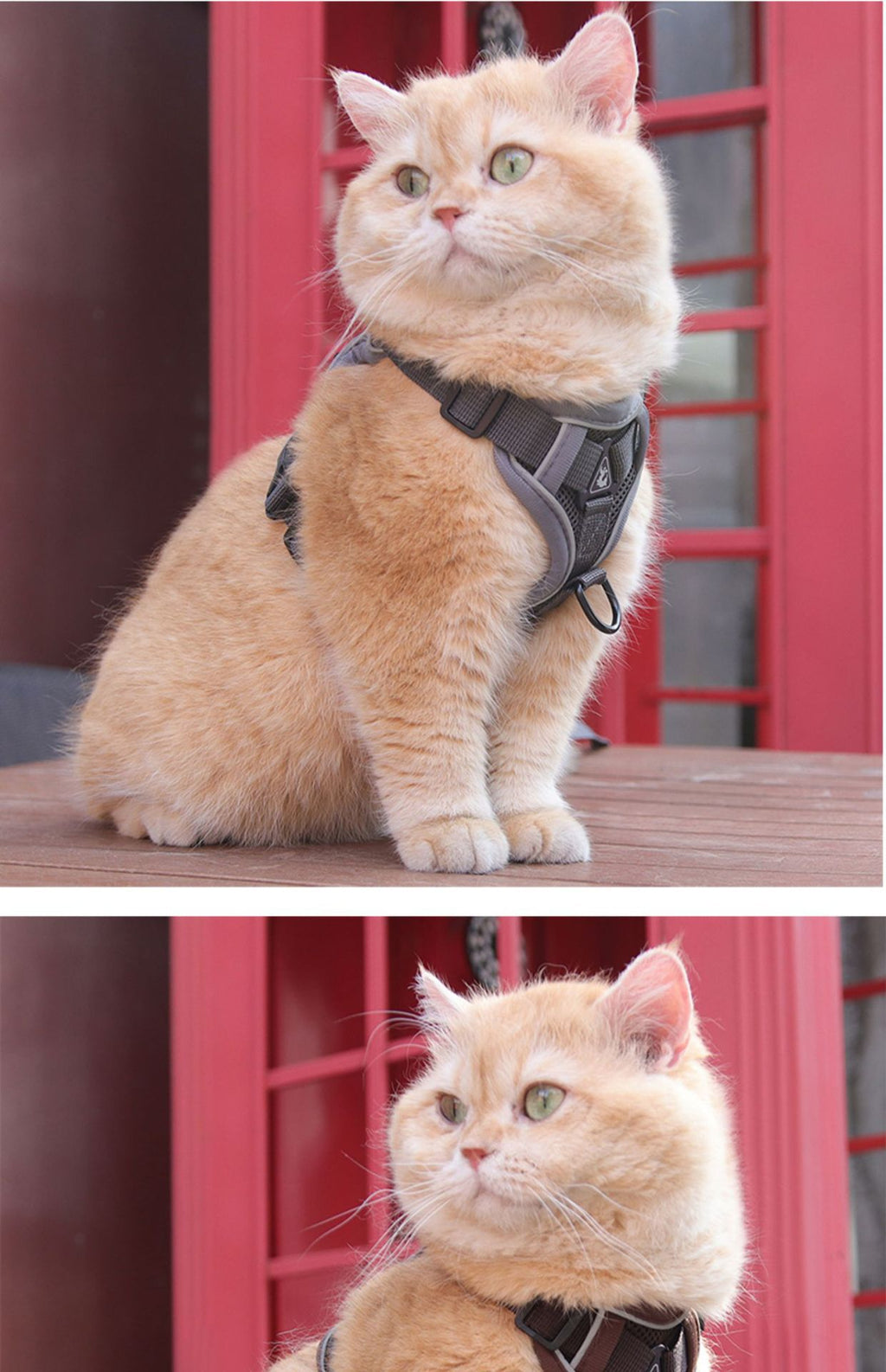 Dog Hand Holding Rope Pet Vest Chest Strap Mesh Breathable Cat Anti-lost Collar