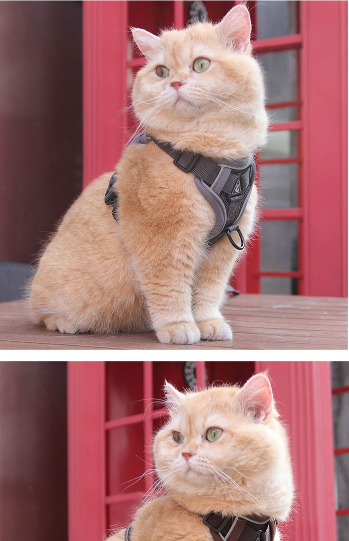 Dog Hand Holding Rope Pet Vest Chest Strap Mesh Breathable Cat Anti-lost Collar