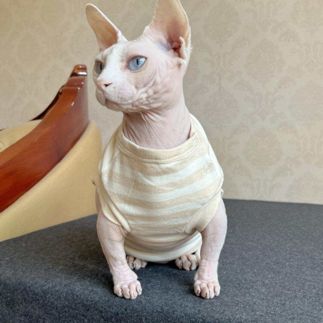 Hairless Cat Clothing Sphynx Autumnwinter Warmth