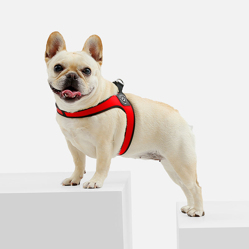 Small Dog Leather Chest Strap