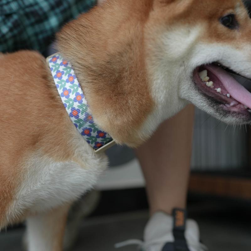 Pet Dog Nylon Leash Good Set