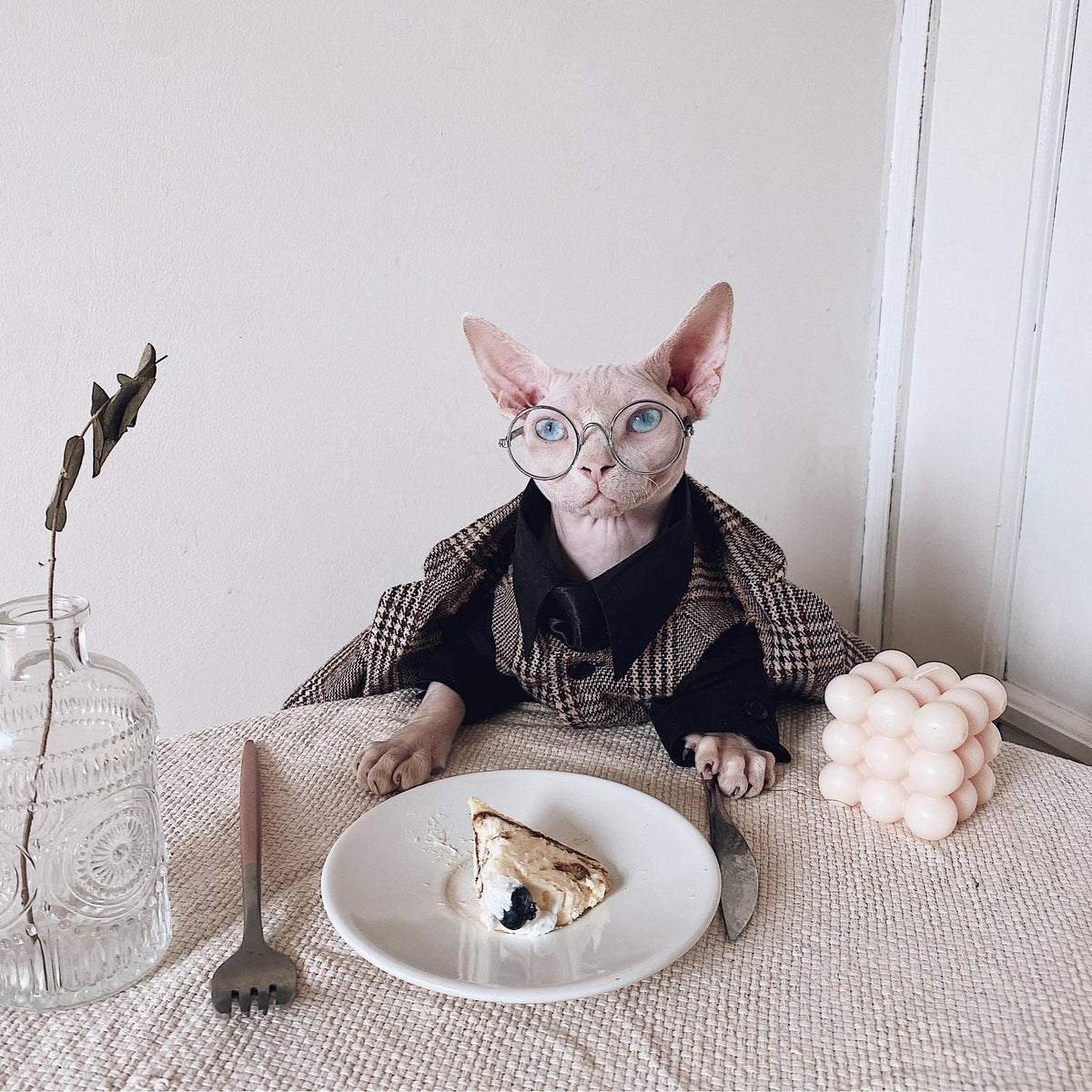Sphynx Cat Dress Shirt Tie Vest Blazer Set For Hairless Cats