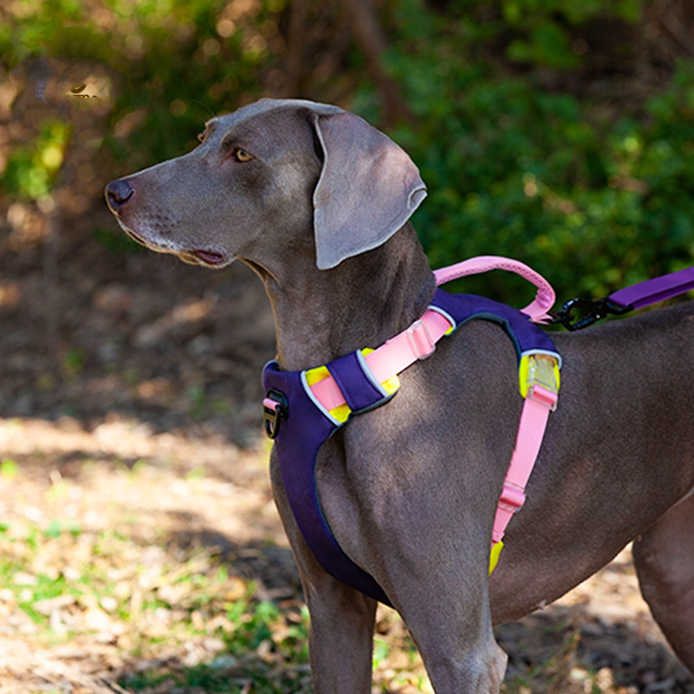 Dog Night Reflective Training Vest Chest Strap