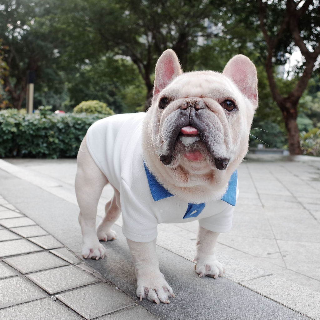 Dog Autumn And Winter Plus Size Colorblock Polo Shirt School Uniform